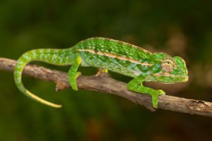 Furcifer lateralis Teppichchamäleon