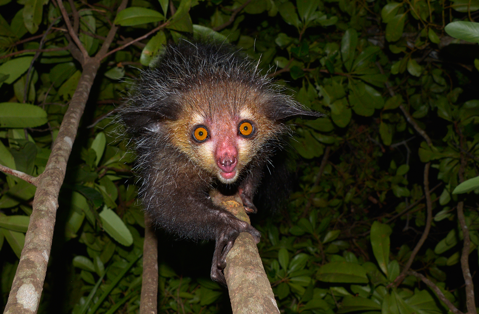 Top 10 Creepy Animals In The World Most Scary Animals