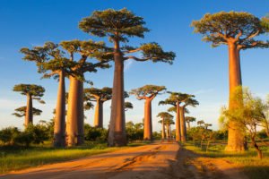 Baobab-Allee