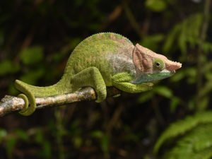 Calumma oshaughnessyi aus Ranomafana