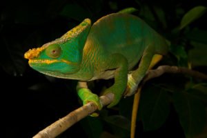 Calumma parsonii aus Ranomafana