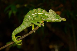 Furcifer labordi Männchen