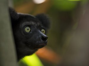 Indri