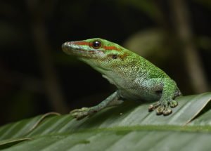 Phelsuma boehmei