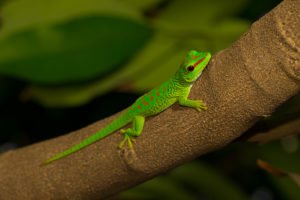 Phelsuma grandis Jungtier