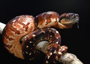 Sanzinia madagascariensis