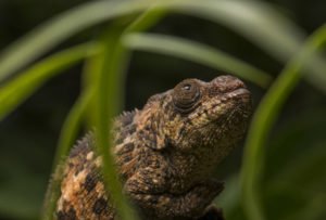 Calumma crypticum