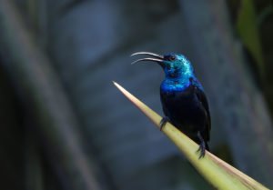 Nektarvogel Madagaskar