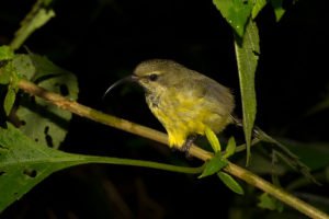 Sunbird