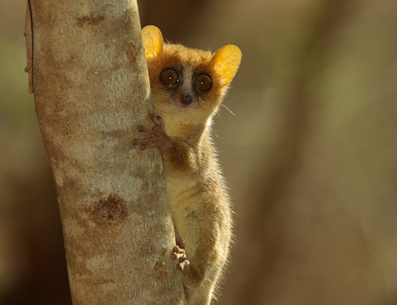 Erfahrungsbericht Reisen auf Madagaskar