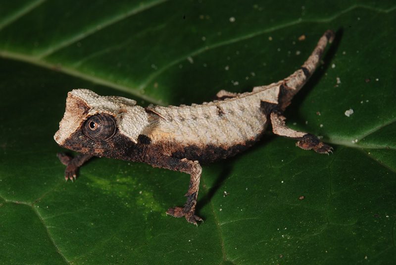 Reisebericht Urlaub auf Madagaskar