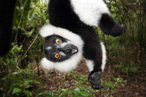 Lemurenbegenung auf unseren Madagaskar Rundreisen