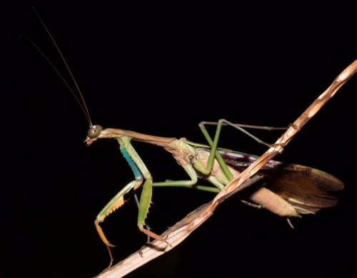 Rezension Madagaskar mit Tanalahorizon