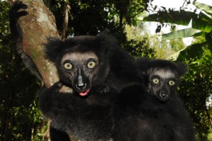 Indri Mama mit Baby