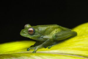 Frosch in Ranomafana