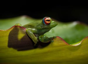 Boophis