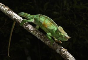 Calumma parsonii cristifer