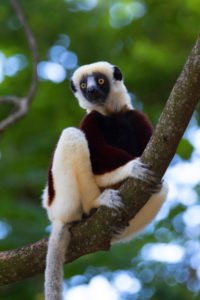 Coquerel-Sifaka in Ankarafantsika