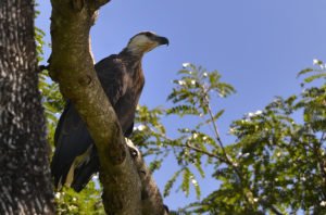 Madagaskar Seeadler
