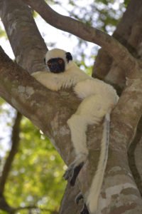 Van-Decken-Sifaka