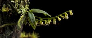 Orchideen Madagaskars