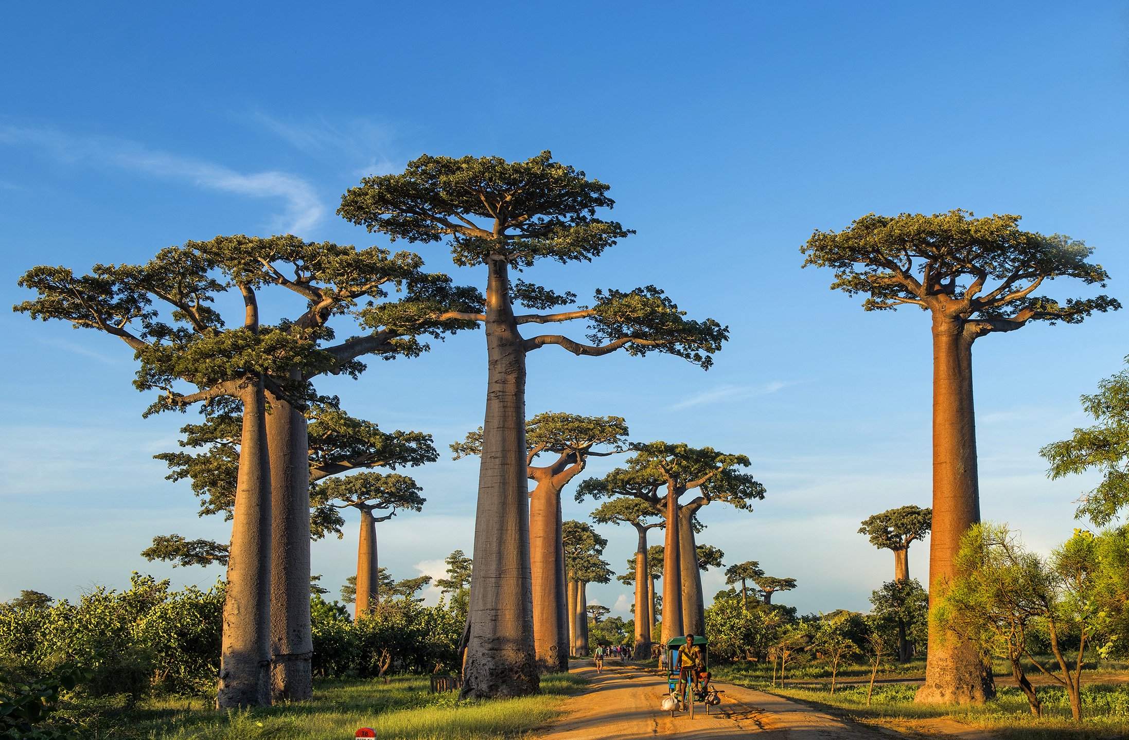 Tanalahorizon MadagaskarReisen seit 1995