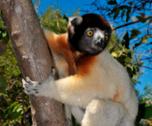 Kronensifaka