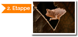 The Call of the Jungle - Tanalahorizon - Madagaskar travels since 1995