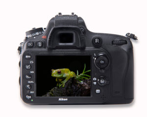 Boophis Tanalahorizon