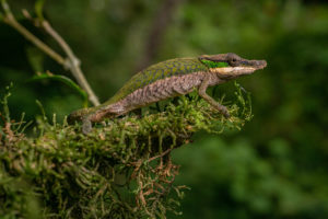 Calumma roaloko