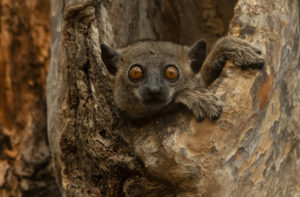 Reisen nach Madagaskar
