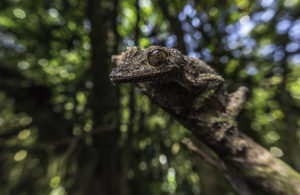 Fotoreisen nach Madagaskar