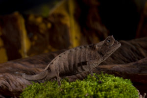 Brookesia stumpffi Tanalahorizon