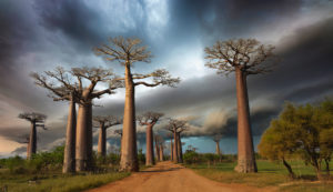 Baobab Allee