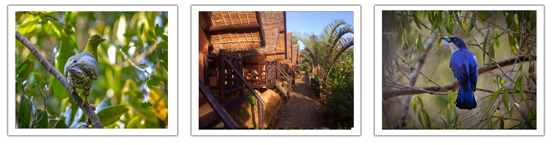 Andasibe nach Antananarivo, Birdwatching mit Tanalahorizon, green pigeon blue vanga