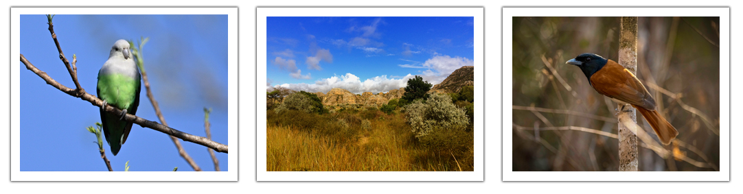 Rundreise Madagaskar zum Birdwatching