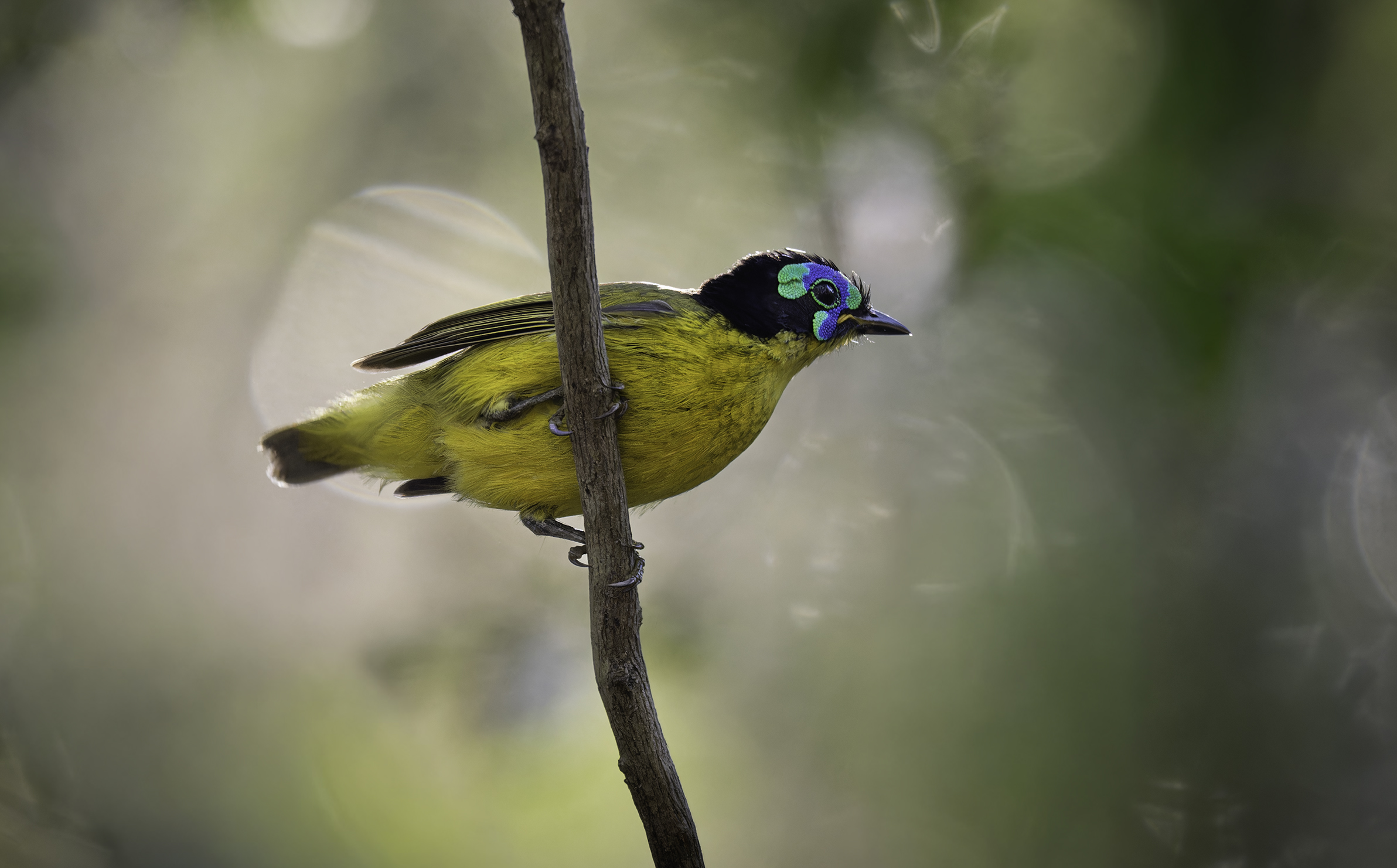 Ein knallgelber Schlegel's Asity sitzt auf einem vertikal durchs Bild verlaufenden Ast. Sein Kopf ist schwarz, um die Augen ist leuchtend türkisfarbene Haut.