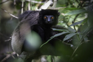 Foto Edwards-Sifaka Propithecus edwardsi